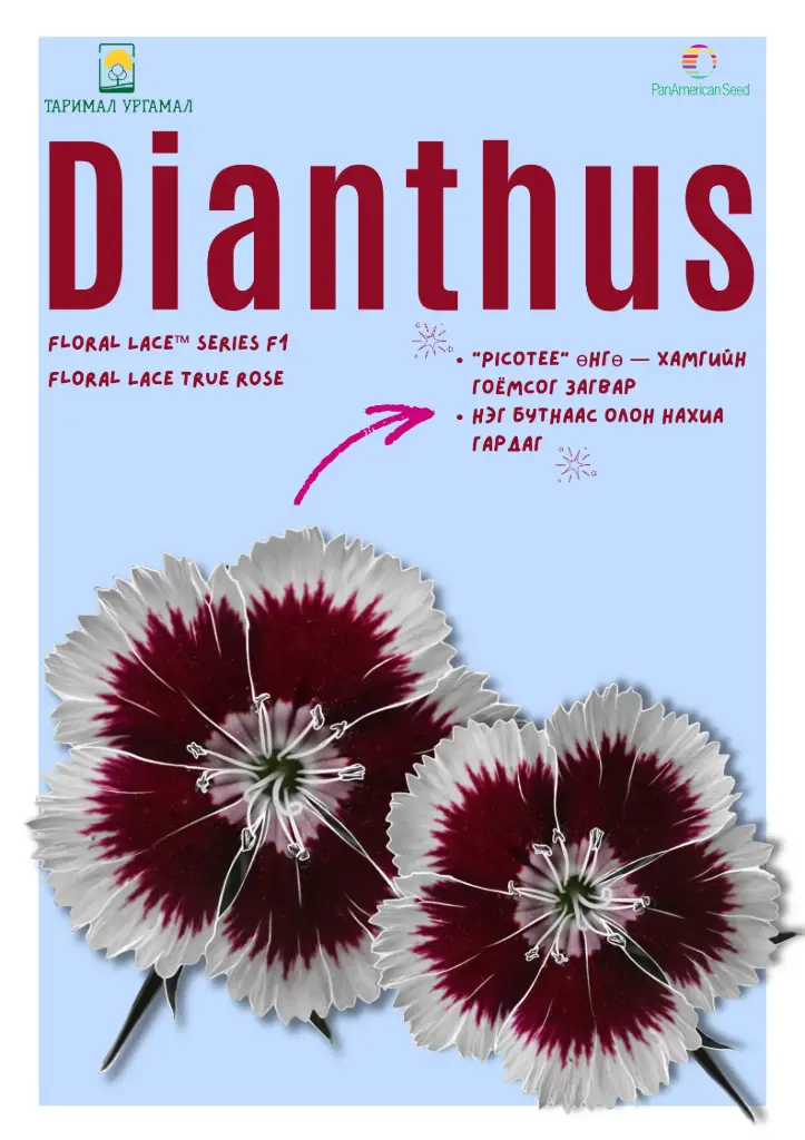 Башир - Dianthus /1237589/ Флорал цуврал  Цагаан захтай ягаан голтой /бүрэлтгүй/