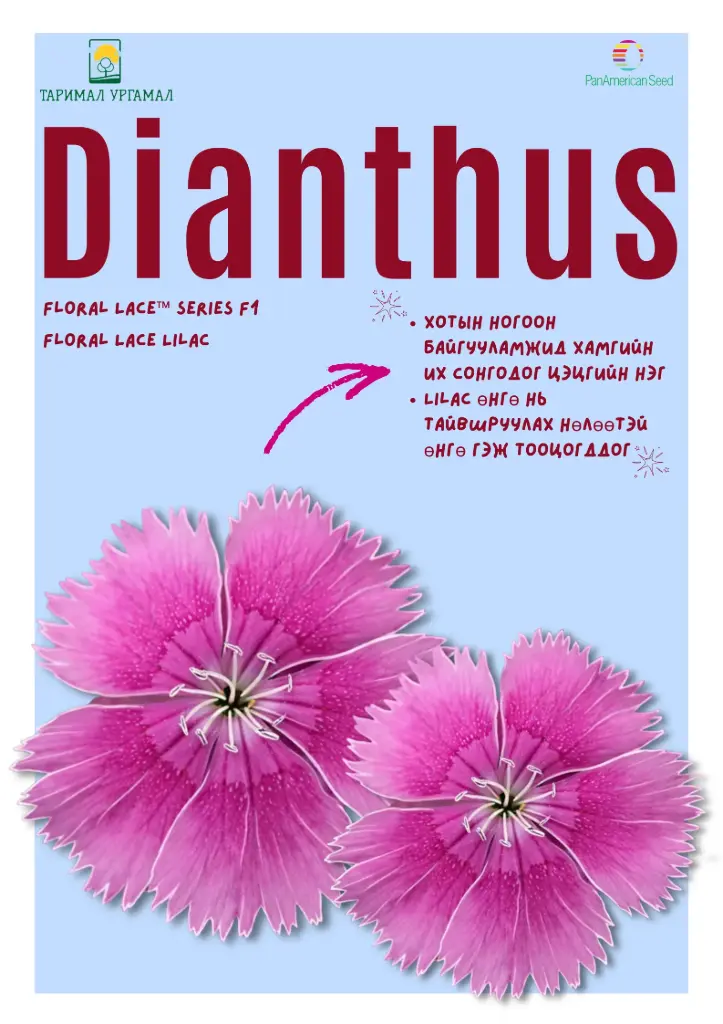 Башир - Dianthus /96826/ Флорал цуврал  Цайвар ягаантай /бүрэлтгүй/ Lace lilac