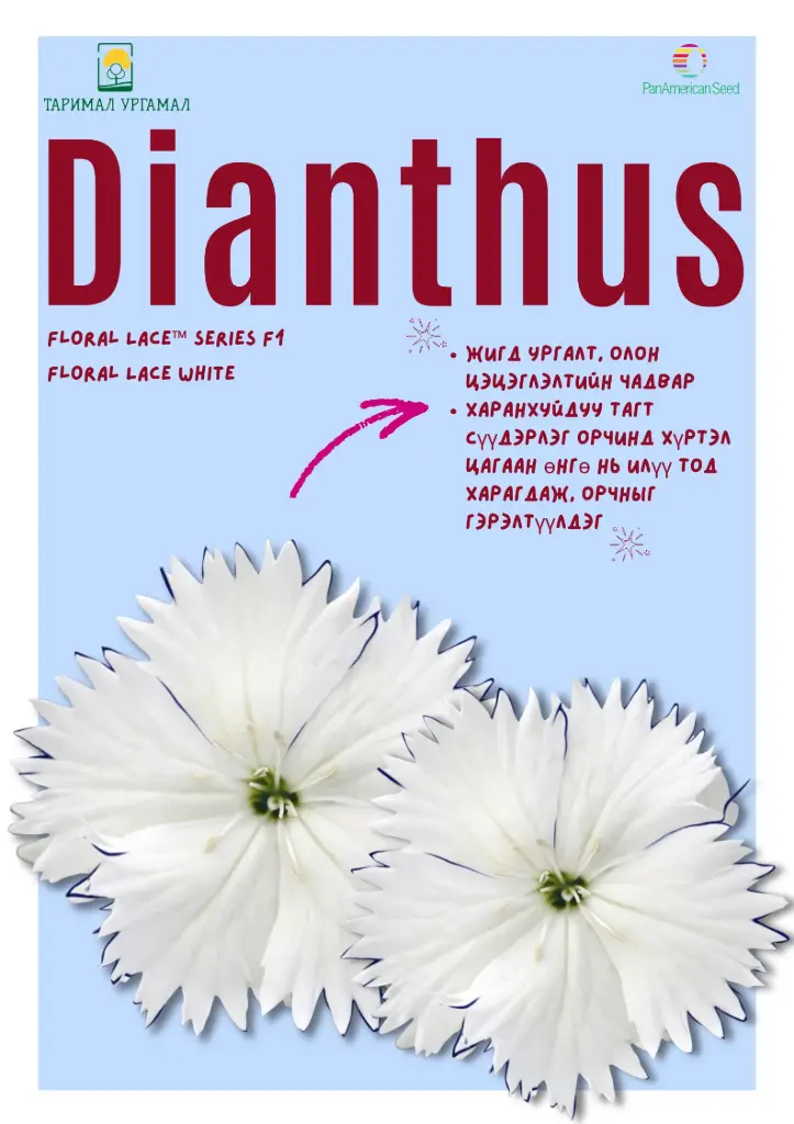 Башир - Dianthus Флорал цуврал  цагаан /бүрэлтгүй/