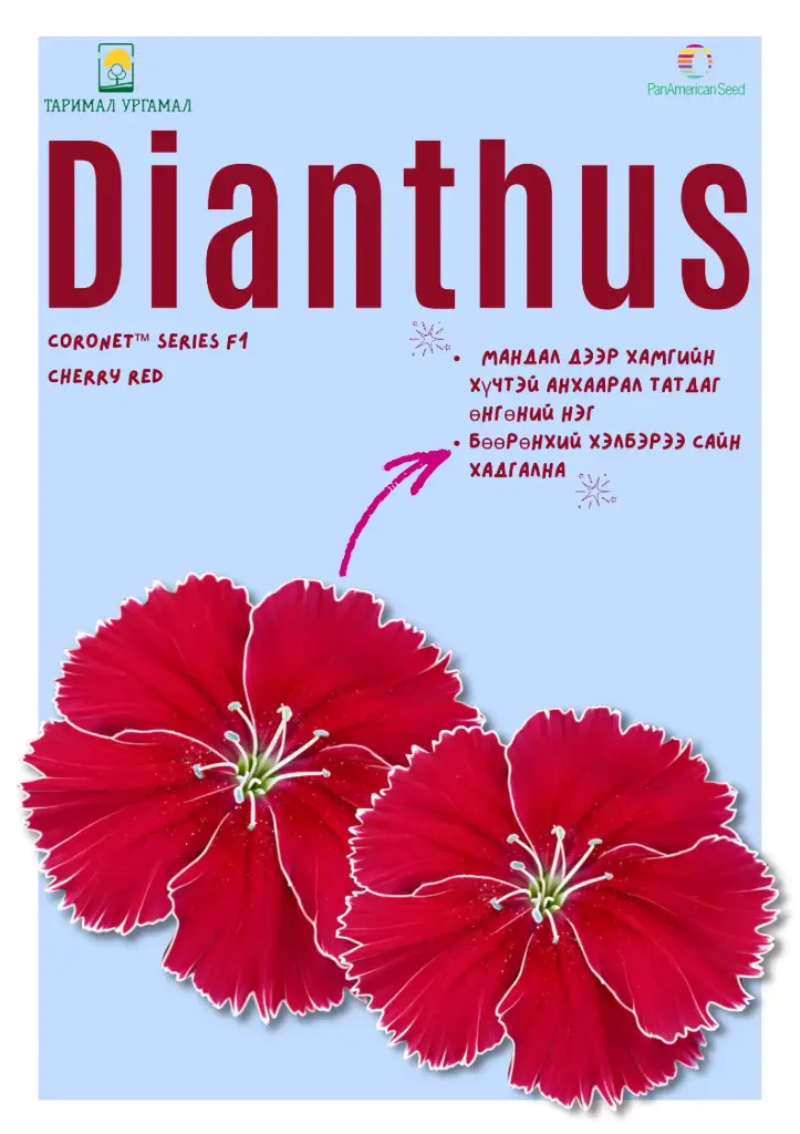 Башир - Dianthus Коронет цуврал Интоорын улаан  /бүрэлттэй/