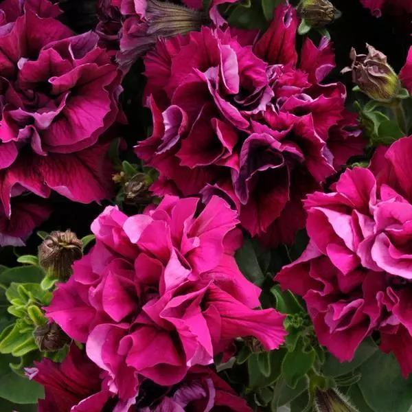Хун цэцэг - Petunia Double Cascade Burgundy давхар дэлбээт тод ягаан /бүрэлттэй/