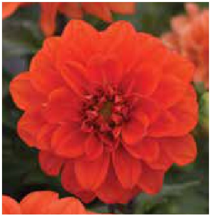 Мандарваа -  DAHLIA  Фигаро цуврал Улбар шар сүүдэрт /бүрэлтгүй/ Figaro Orange Shades Dahlia 10ш Таримал Ургамал