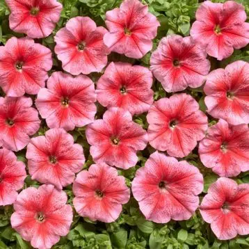 Хун цэцэг Петуния E539 Клаудия F1 