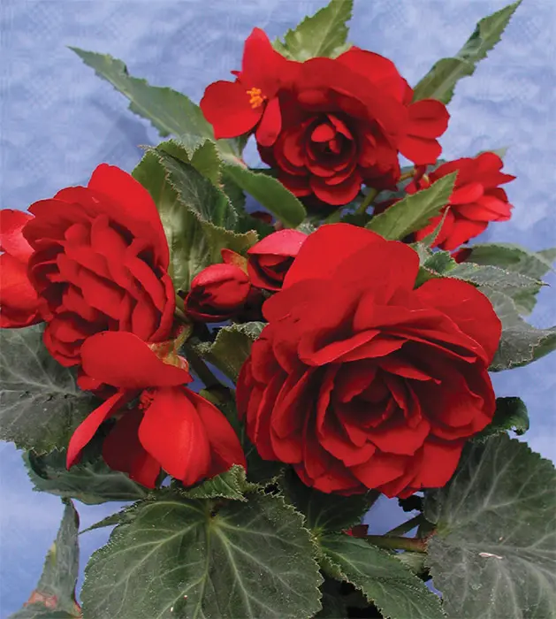 Хайтан цэцэг Бегония Е049 Темно-красная Улаан