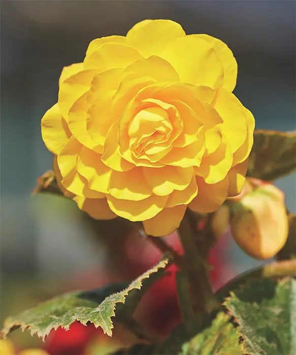 Хайтан цэцэг Бегония Е044 Желтая