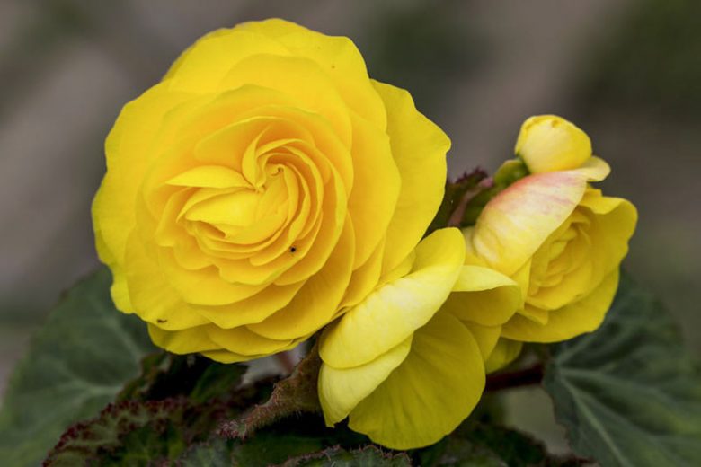 Хайтан цэцэг Бегония Е044 Желтая шар 5ш-Таримал Ургамал