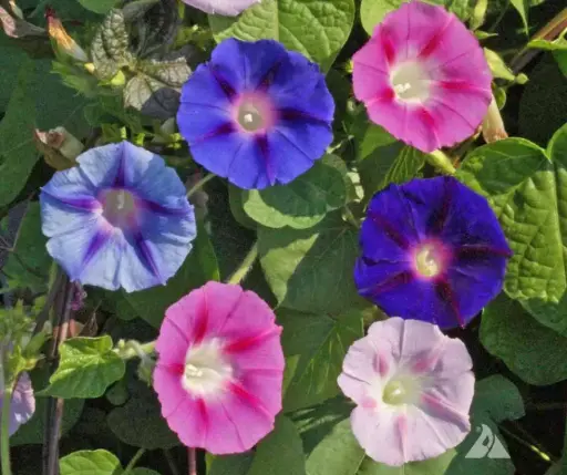 [290102001] Бодонцог цэцгийн үр (ipomoea purpurea mixed) 1 кг