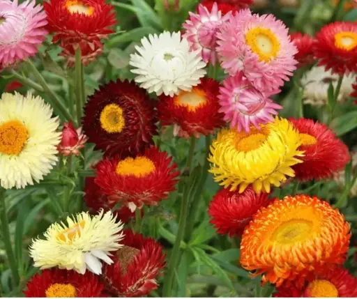 [290104001] Гелихризум Новогодний букет /Мөнхцэцэг кг/