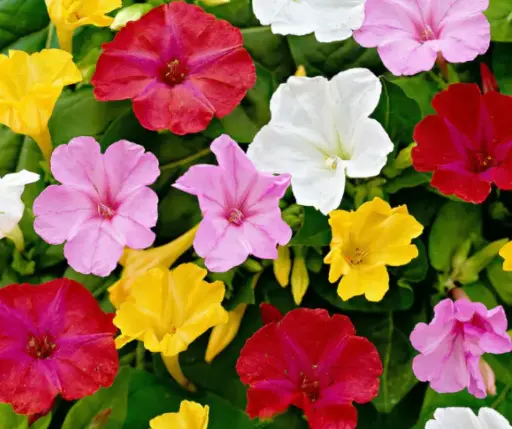 [290105001] Мирабилис холимог кг / 248.000/