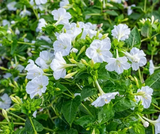 [290105002] Мирабилис Цагаан кг