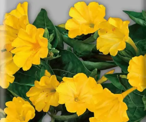 [290105003] Мирабилис Шар кг