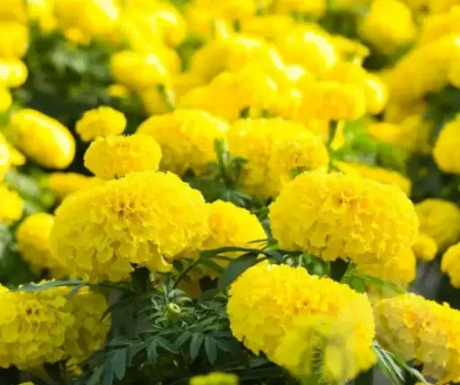 [290106003] Хилэн цэцэг шар Бархатцы Тагедтес Ереста Нана Кг /350.700/