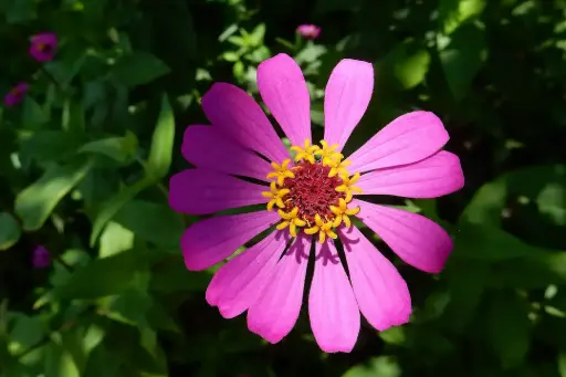 [290107001] Цинния (намхан)-Zinnia elegans jacq