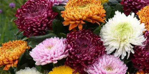 [290117001] Удвал цэцэг үр