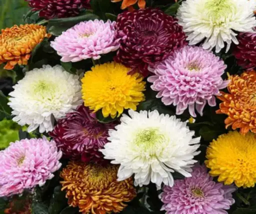 [290202002] Удвал цэцэг 1гр