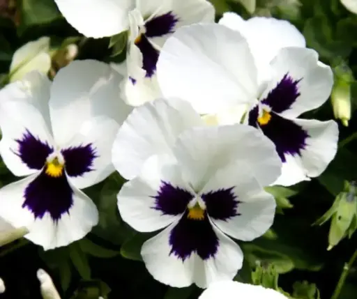 [290119003] Алаг нүдэн Виола хар голтой цагаан