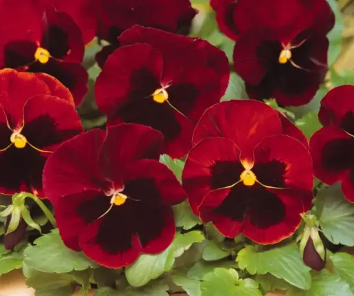 [290119004] Алаг нүдэн Виола хар голтой улаан