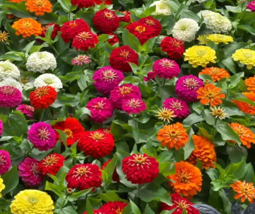 [290107002] Цинния (намхан)- 100гр савлагаатай