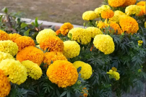 [290106004] Хилэн /шар оранж 50-90 см/-Tagetes Erecta 50гр