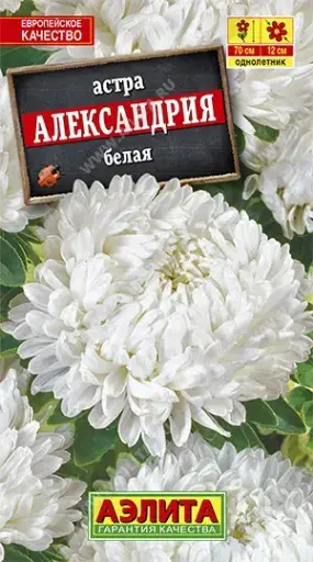 [29020103010] Астра Александрия белая