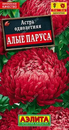[29020103018] Астра Аполлония красная