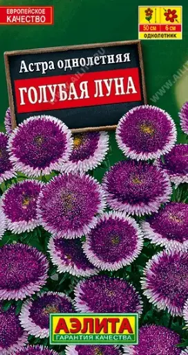 [29020103036] Астра Голубая луна помпонная