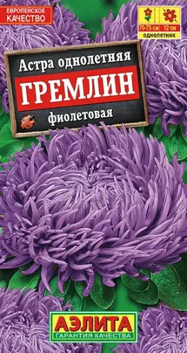 [29020103037] Астра Гремлин фиолетовая
