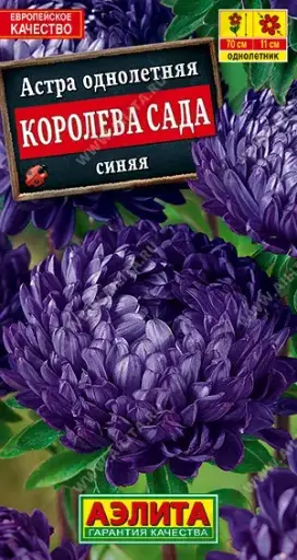 [29020103043] Астра Королева сада синяя