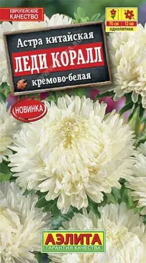 [29020103048] Астра Леди Коралл кремово-белая
