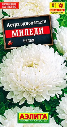 [29020103052] Астра Миледи белая