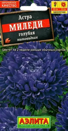 [29020103053] Астра Миледи голубая