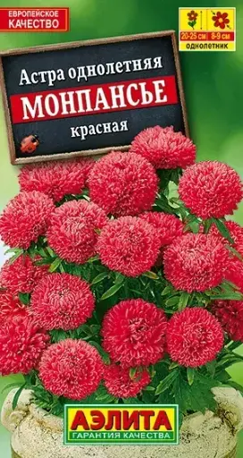 [29020103059] Астра Монпансье красная