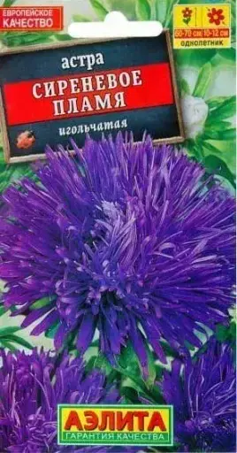 [29020103075] Астра СИРЕНЕВОЯ ПЛАМЯ игольчатая