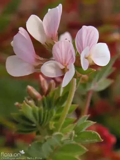 [29020103085] Вандуй цэцэг /Ornithopus sativus/ Таримал Ургамал