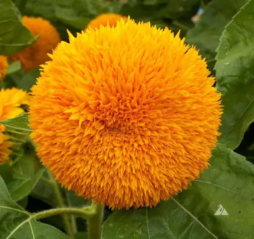 [29020103091] Наранцэцэг Helianthus annuus dwarf sungold teddy bear