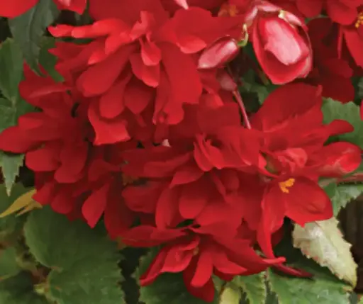 [290123001] Хайтан цэцэг Бегония E056 Шансон Тeмно-красная F1  