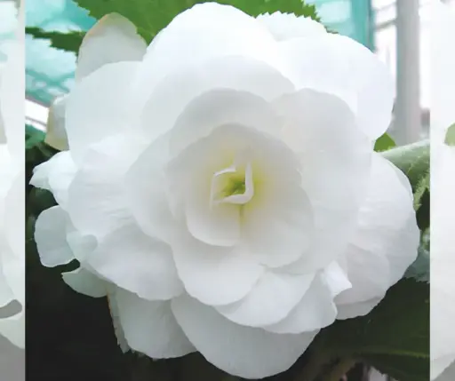 [290123002] Хайтан цэцэг Бегония Е043 Белая