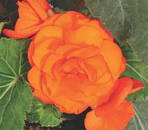 [290123004] Хайтан цэцэг Бегония Е045 Желто-оранжевая