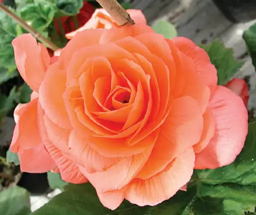 [290123005] Хайтан цэцэг Бегония Е046 Лососевая