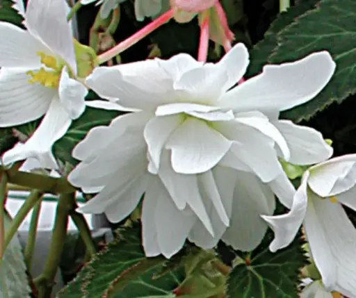 [290123008] Хайтан цэцэг Бегония Е051  Шансон Белая F1