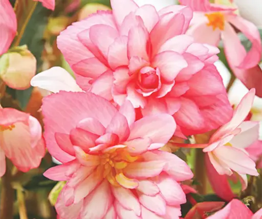 [290123009] Хайтан цэцэг Бегония Е606 Шансон Двухцветная Розово-белая F1