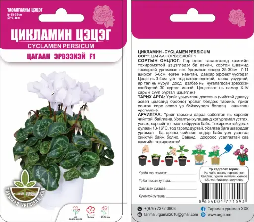 [290202007] Цикламин цэцэг Cycllamen persicum Цагаан эрвээхэй F1 5 ширхэгтэй