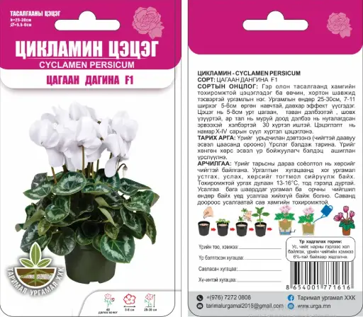 [290202008] Цикламин цэцэг Цагаан дагина 5 ширхэг F1