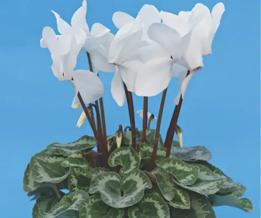 [290125001] Цикламен E558 Белый 