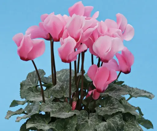 [290125002] Цикламен Е105 Бетти