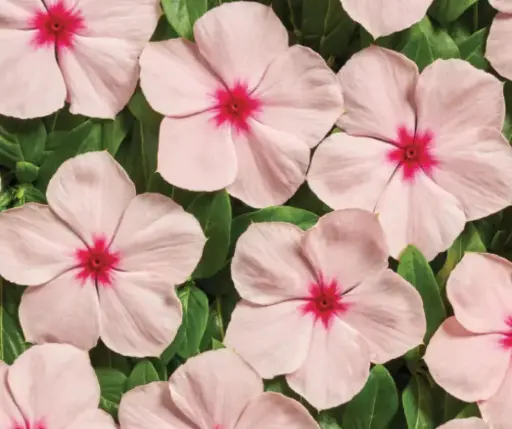 [290124001] Чоёо - Катарантус Е1060 Вулкан Априкот F1