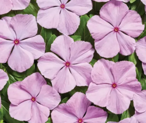 [290124003] Чоёо - Катарантус Е1062 Вулкан Лавендер F1