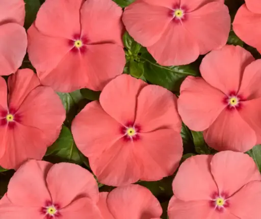 [290124008] Чоёо - Катарантус Е1069 Вулкан Пич F1