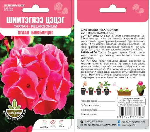 [290202011] Шимтэглээ цэцэг Тарлан Pelargonium Ягаан бөмбөрцөг F1 5 ширхэгтэй