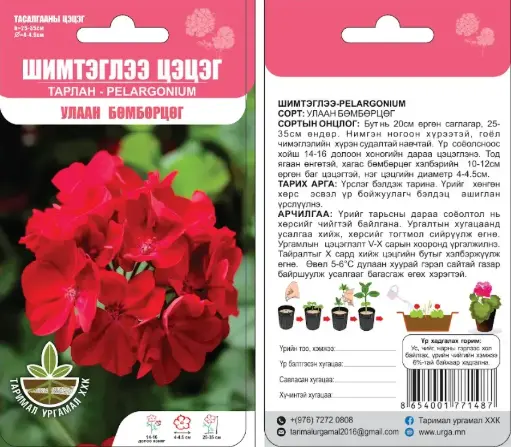 [290202012] Шимтэглээ цэцэг Улаан бөмбөрцөг ( Тарлан цэцэг Pelargonium) 5ш-Таримал Ургамал